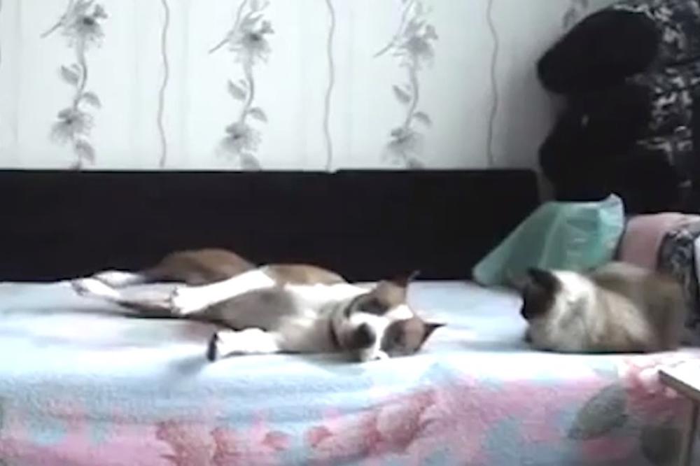 (VIDEO) KONAČNO ISTINA! Da li ste se ikad zapitali šta rade pas i mačka kada ostanu sami u kući? Evo odgovora!