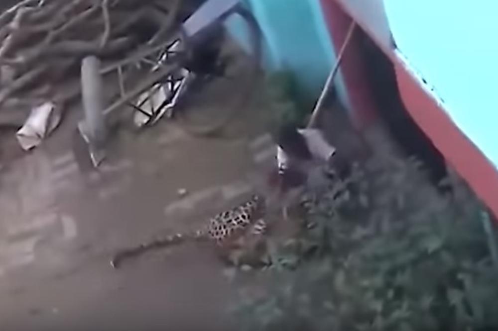 (VIDEO) ZVER UŠLA U SELO I KRENULA DA NAPADA LJUDE: Ovaj čovek se jedva odbranio od leoparda i to golim rukama!