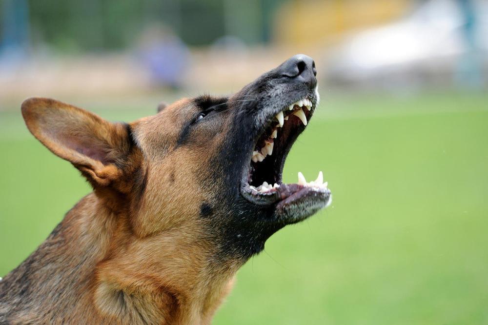 KOBNA SEČA BADNJAKA: Crnogorca izujedali psi kada je krenuo u šumu, spasile ga petarde