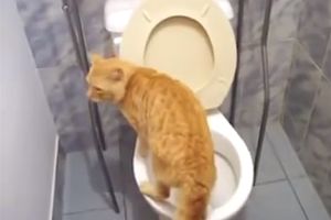 (VIDEO) NE, NIJE ŠALA! Ova mačka ne koristi posip, već svoje fiziološke potrebe obavlja na WC šolji!