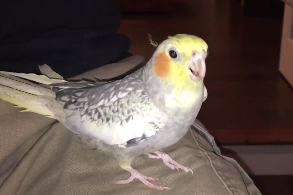 (VIDEO) DRUŽE, ZVONI TI PAPAGAJ! Ova ptičica bi mogla da bude nova maskota ajfona, poslušajte zašto