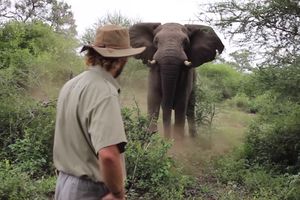 (VIDEO) OKRŠAJ ČOVEKA I SLONA: Ogromna životinja izjurila iz grmlja, pogledajte neverovatnu reakciju vodiča!