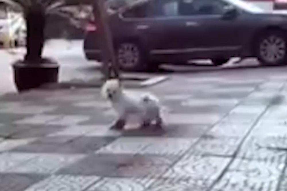 (VIDEO) KO MU JE OBUĆAR: Ovako hoda pas u mokasinama!