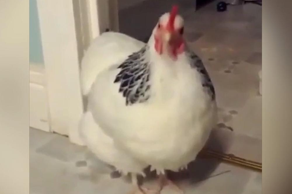 (VIDEO) NA ZDRAVLJE! Pogledajte kako kija kokoška!