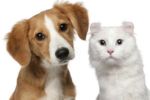 LAKŠE ČEŠLJANJE LJUBIMACA: Rešenje za zamršenu dlaku pasa i mačaka zove se True Touch!