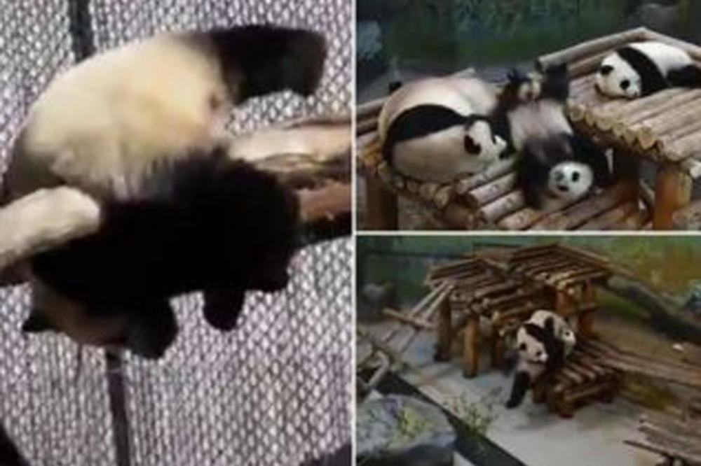 (VIDEO) TRAPAV KAO... PANDA: Zoo-vrt napravio hit kompilaciju njihovih padova!