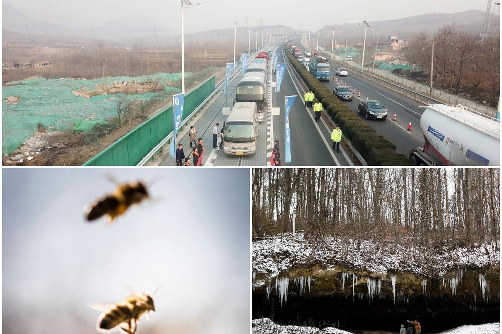 (FOTO) NEOBIČNA LISTA POBEDNIKA I GUBITNIKA 2017: Pčele su trijumfovale, ali su šume širom Evrope imale najgoru godinu do sada, otkrijte zašto