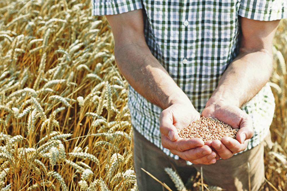 OTKUP: Država za 34.000 tona pšenice ponudila cenu od 23,5 din po kilogramu