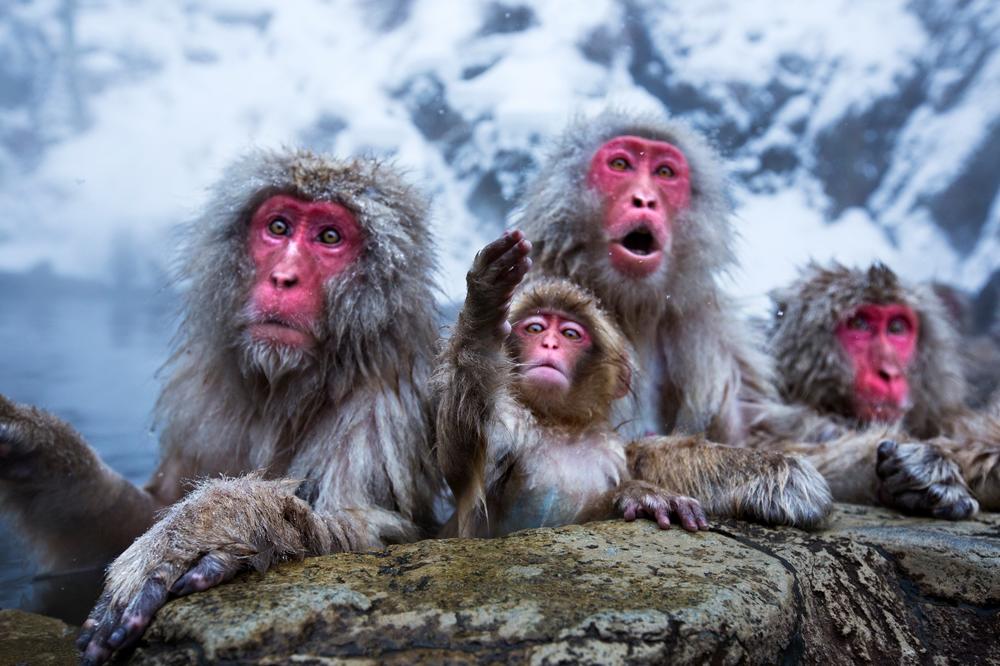 LONDONSKE ŽIVOTINJE OPET U PLAMENU: Zapalio se safari park, stradalo 13 majmuna!