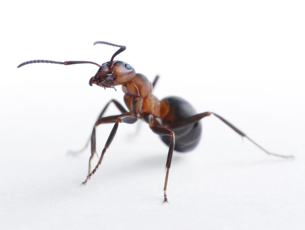 Ko zgazi mrava plaća 40.000 dinara