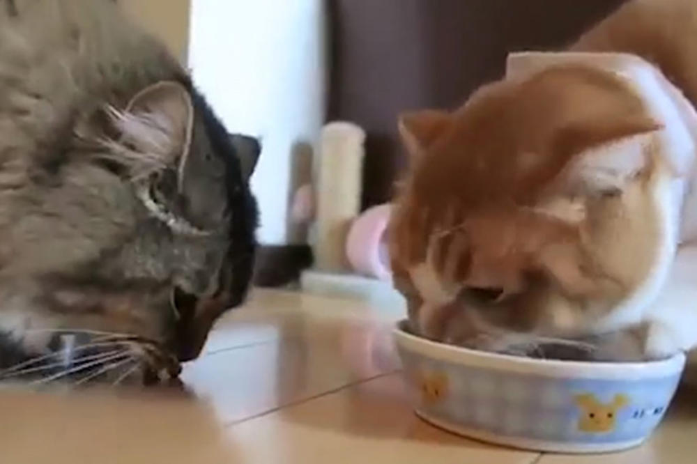 (VIDEO) KAKVA NEVOLJA! Ove mace mnogo vole da jedu, ali su ih vlasnici bacili na prave muke!