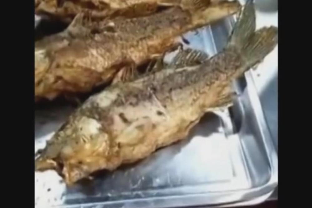 (VIDEO) PRŽENA, A ŽIVA! Nikome nije jasno kako je moguće da riba još mrda!