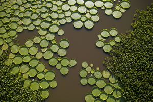 (FOTO) ČUDO U PARAGVAJU: Vaskrsla džinovska biljka, ljudi odmah poskakali u čamce!