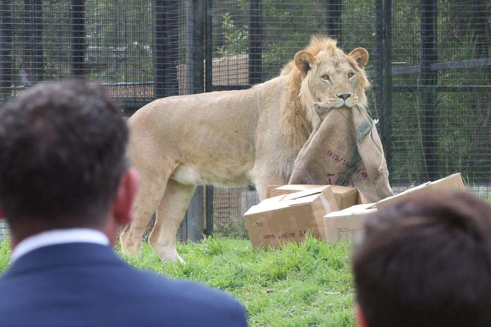 (VIDEO) DANSKI ZOO VRT ŠOKIRAO: Ako su vam dosadili kućni ljubimci, dajte ih našim lavovima!