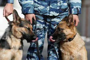 ČAČANSKI LOVCI PRESREĆNI: Nađeni ukradeni lovački psi!