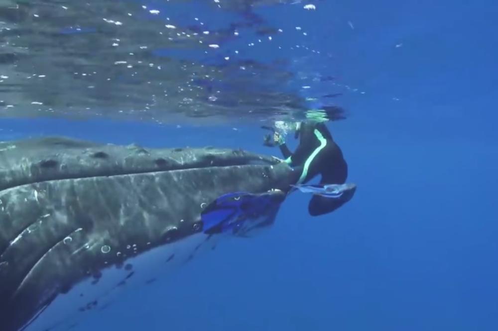 (VIDEO) LJUDI DA SE POSTIDE: 28 godina štiti kitove, ovako su joj zahvalili kad je gledala smrti u oči!
