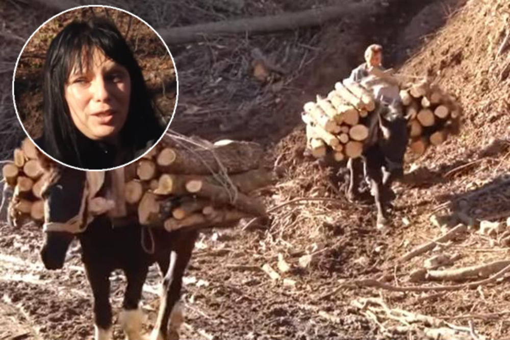 (FOTO, VIDEO) SRBIJA IM SE DIVI! VESNA POKRENULA TEŽAK, ALI NESVAKIDAŠNJI POSAO: Konjima iz šume izvuku hiljade kubika drveta!