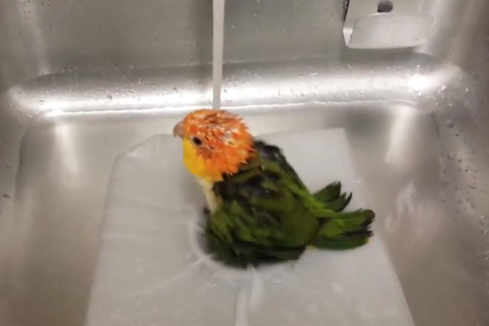 (VIDEO) RASPEVANO TUŠIRANJE! Papagaj oduševljen brčkanjem u sudoperi!