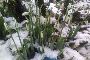 (FOTO) PAHULJE PREKRILE VISIBABE U VRANJU: Vesnici proleća u skoro svakom dvorištu, a sneg pada li pada