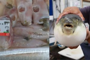 (VIDEO) POSLEDNJI OBROK: Panika u Japanu - otrovna riba greškom prodavana u supermarketima!