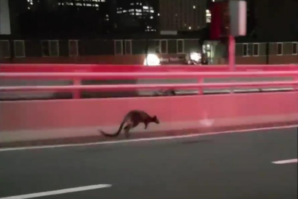 (VIDEO) NEOBIČNA POTERA PO CENTRU SIDNEJA: Divlja životinja skakutala preko mosta, niko ne zna kako se tu našla