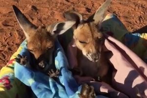 (VIDEO) KAD NEMA MAMINE TORBE, DOBRA JE I OVA: Sigurno niste videli kako spavaju kengurčići!