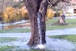 (VIDEO) ČUDO KRAJ PODGORICE: U selu Dinoša postoji drvo iz kojeg izvire voda!