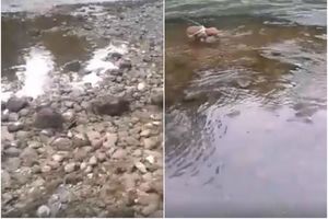 (VIDEO) STRAVIČAN PRIZOR U RECI VRBAS: Banjalučanin je video da se nešto miče u vodi, a kada je video šta je, prenerazio se