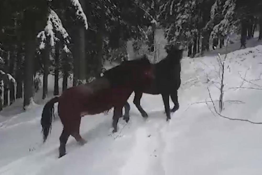 (KURIR TV) ZIMSKA IDILA KRAJ NOVE VAROŠI: Pred ovom igrom konja na snegu ostaćete zadivljeni!