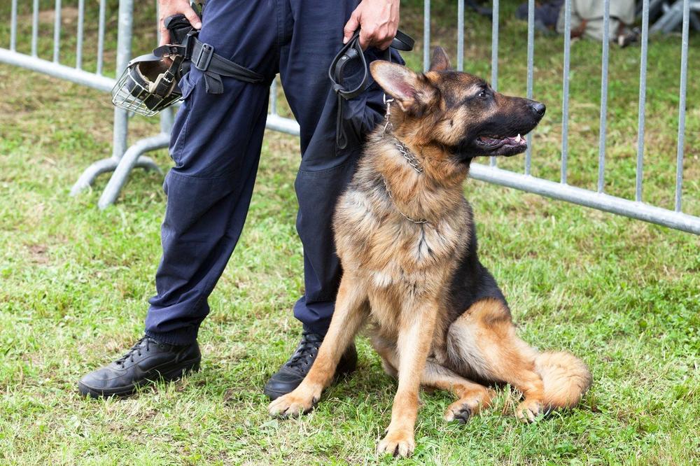 DVOJICA SRBA UHAPŠENA U BEČU: Policijski pas uhvatio lopove!