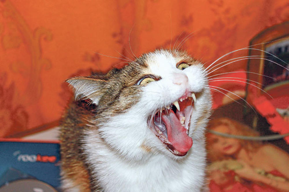 PSIHIČKA OBOLJENJA KOD ŽIVOTINJA: Mačke mogu da obole i od stresa