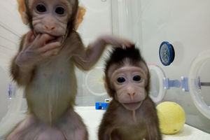 (FOTO) LJUDI SU SLEDEĆI: Ovo su Žong Žong i Hua Hua, prvi klonirani majmuni u istoriji!