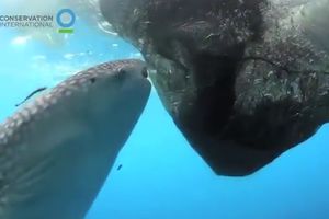 (VIDEO) KIT-AJKULA USISAVA RIBE! Pogledajte samo kako se snalazi ova velika riba da bi utolila glad!