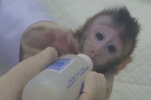 VATIKAN NAPAO KINESKE NAUČNIKE: To što je kloniranje majmuna moguće ne znači da je to dobro!