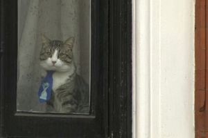 (VIDEO) I ONA ČEKA SLOBODU: Asanžova mačka s prozora ambasade poslala snažnu poruku!