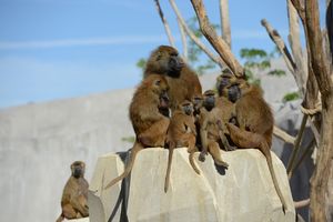 PARIZ NA NOGAMA: Pavijani pobegli iz zoo vrta, posetioci evakuisani
