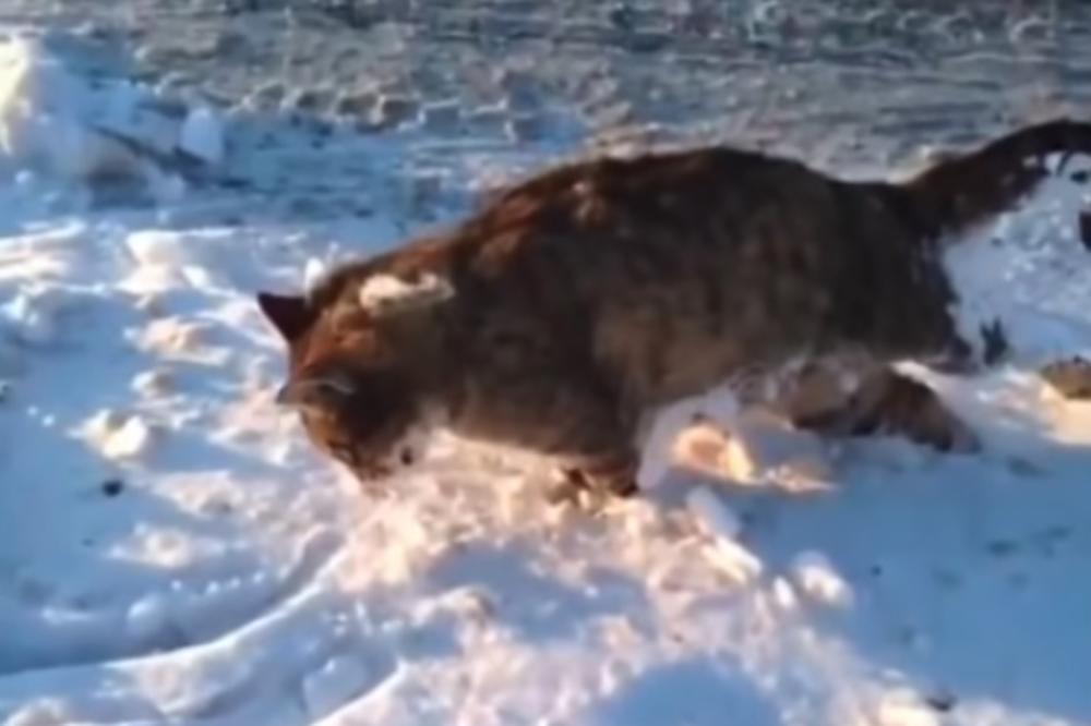 (UZNEMIRUJUĆI VIDEO) JEZIVO NISKE TEMPERATURE: Ovde je toliko hladno da se životinje bukvalno lede u pokretu!
