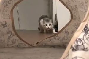 (VIDEO) TRAS U KAMERU! VALJDA SE NIJE POVREDILA!? Šta li je mačku toliko isprovociralo, pa se ovako ljutito zaletela!?