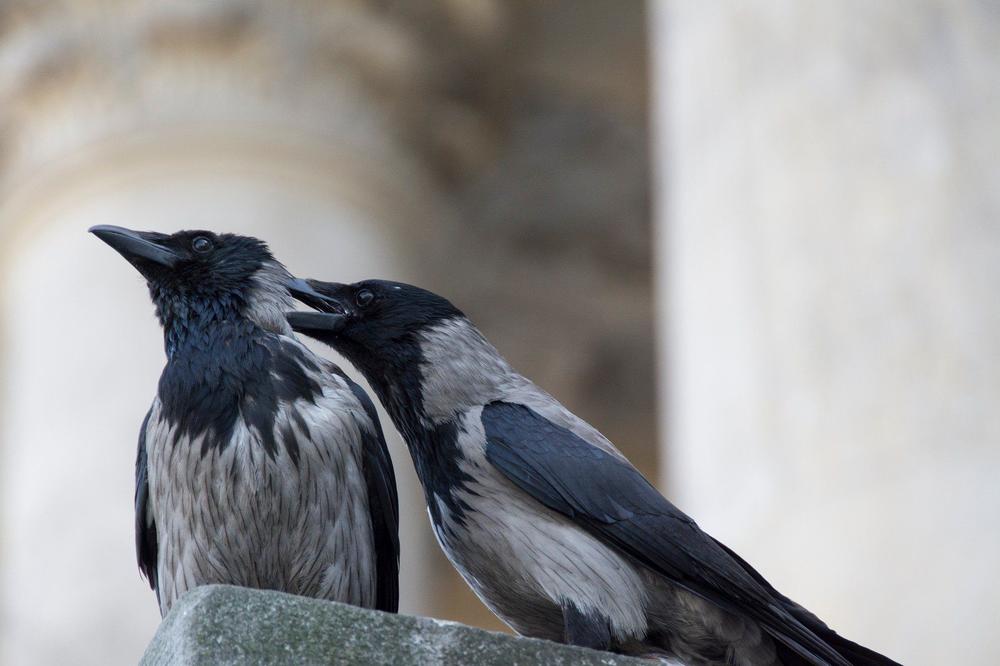AGRESIVNE PTICE NASRĆU PO PARKOVIMA: JEZIVO! Histerične vrane kopaju oči ljudima