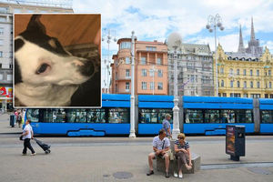 (FOTO) PAS DIGAO CEO ZAGREB NA NOGE: Ušetao u tramvaj i odvezao se, vlasnik ga jedva našao uz pomoć Fejsbuka