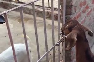 (VIDEO) I POSLE NEK NEKO KAŽE DA SU KOZE GLUPE! Pogledajte kako koza sama otvara kapiju!