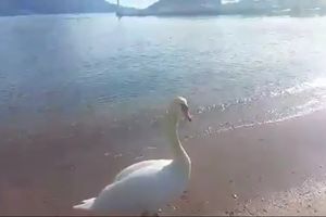SIMPATIČNI GOST U BUDVI: Čim je lepo vreme, ovaj labud se odomaći na Slovenskoj plaži