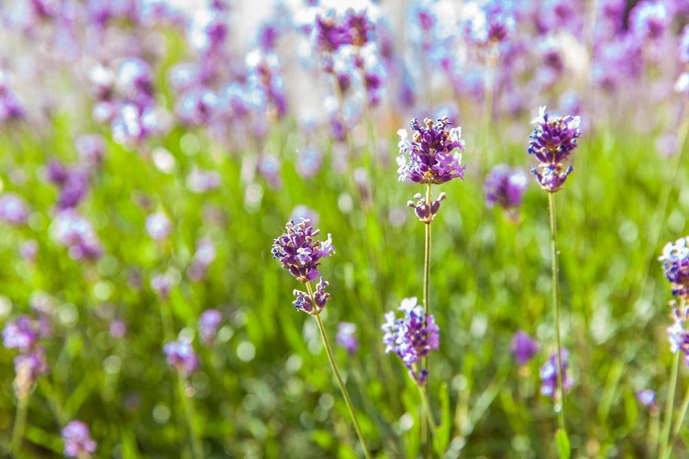 lavanda