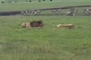 (VIDEO) NE, NE, OVO NIJE MOGUĆE! Lavovi se plaše i sklanjaju od malog psa koji laje!