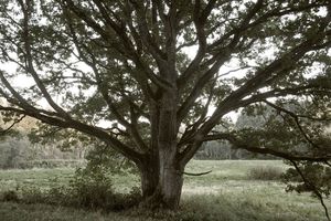 HRAST U BOSNI VEKOVIMA PRKOSI VREMENU I LJUDIMA: Niko ne zna koliko je ovo drvo tačno staro!