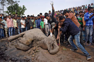 (FOTO) NESREĆA U INDIJI: Četiri slona stradala u sudaru s vozom