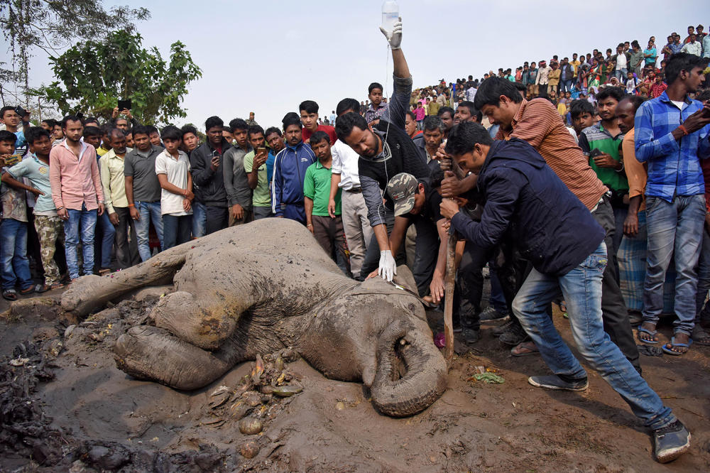 (FOTO) NESREĆA U INDIJI: Četiri slona stradala u sudaru s vozom