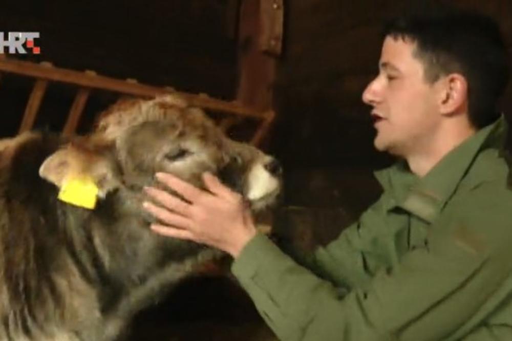 VRATIO SE IZ NEMAČKE DA BI ČUVAO KRAVE: Marko (25) uzgaja najmanje govedo na svetu!
