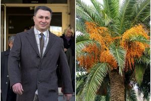 NEVIĐENA BAHATOST: Vlada Gruevskog na palme potrošila pola miliona evra, a sve se osušile