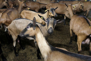 SUBVENCIJE ZA STOČARE: Beograd obezbedio 175 miliona za junice, stada koza i ovaca